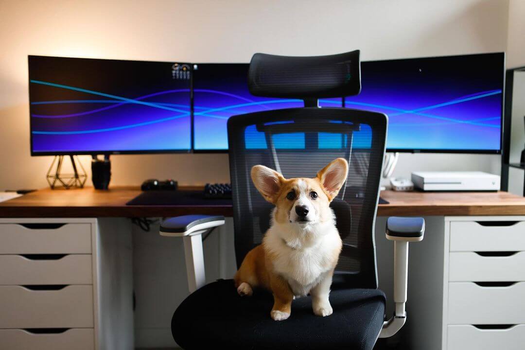Ergochair pro with puppy