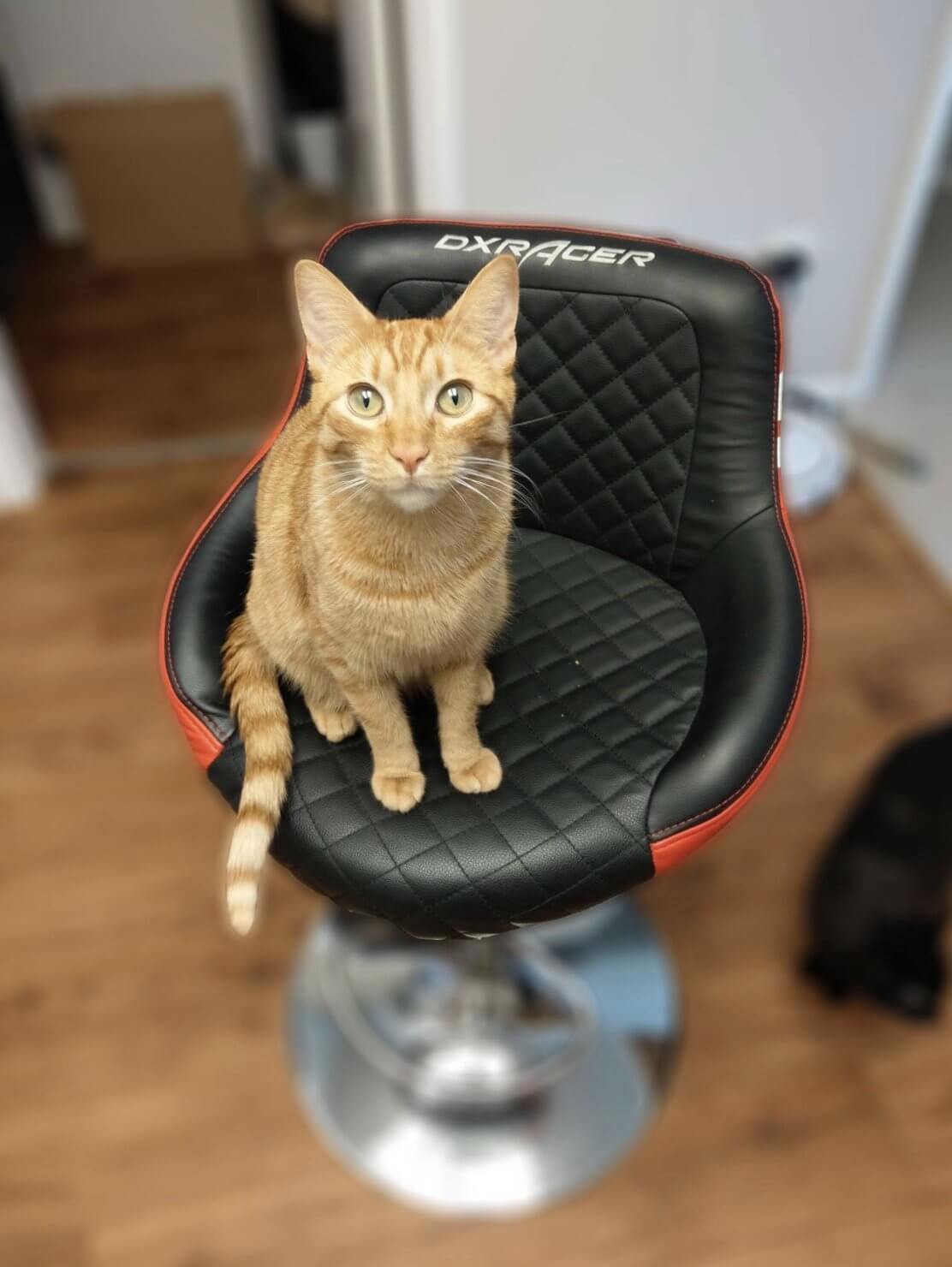 DXracer review gaming chair