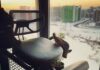 Co-z kneeling chair review – Will the Expensive Tag be Worth It? a kneeling chair